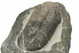 Large, Mutli-Toned Pedinopariops Trilobite - Mrakib, Morocco #243900-4
